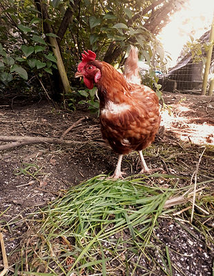 Poule Leïla Rochette Médiation par l'Animal et Comportement Canin