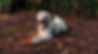 Labrador blanc assis dans une forêt, tenant une pomme de pin dans sa bouche