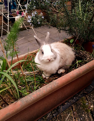 Lapin Leïla Rochette Médiation par l'Animal et Comportement Canin