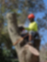 tree1.jpg