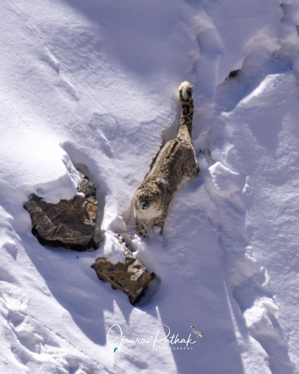 Snow Leopard