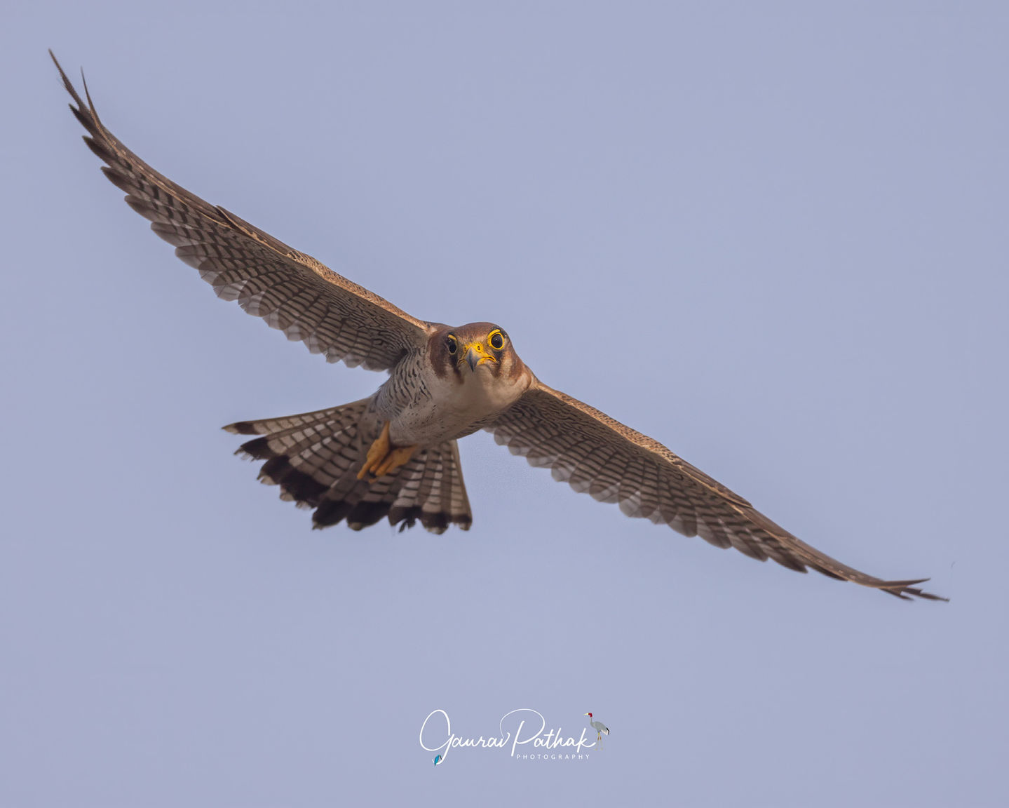 Red Necked Falcon