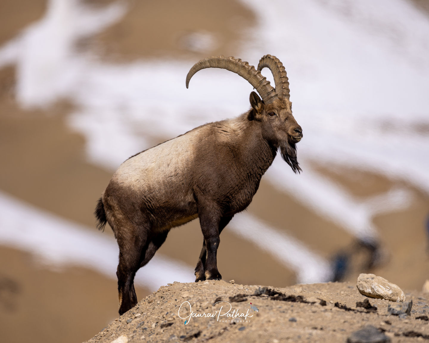 Ibex