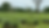 Workers pick tea leaves in a lush, green tea plantation under a cloudy sky. Sparse trees scatter the field, creating a serene landscape.
