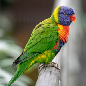Rainbow lorikeet