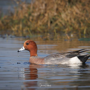 Eurasian Wigeon
