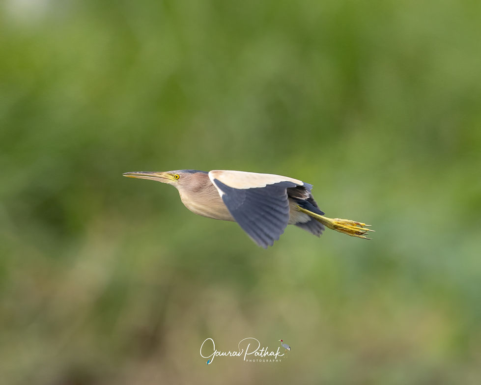 Yellow Bittern
