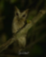 Collared Scops-Owl perched on a branch at night, with mottled brown feathers and piercing eyes, surrounded by a dark, blurred forest background.