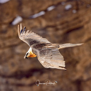 Bearded Vulture