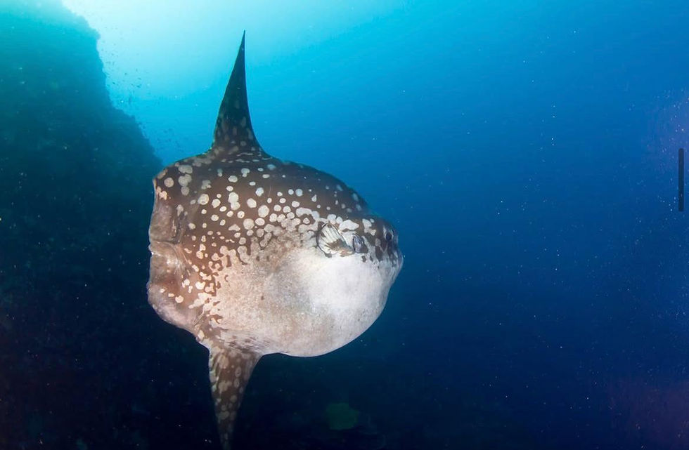 Mola mola in Nusa Penida during a deep dive