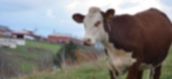 Hereford, Brey's Egg Farm, Beef for Sale