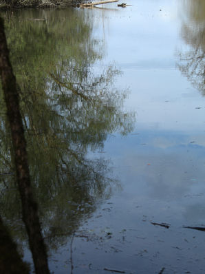 "Métaphysique du mélange" : les plantes et les Humain.es