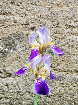 Une vie d'aventure ?