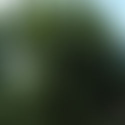 La nécessité du bois mort