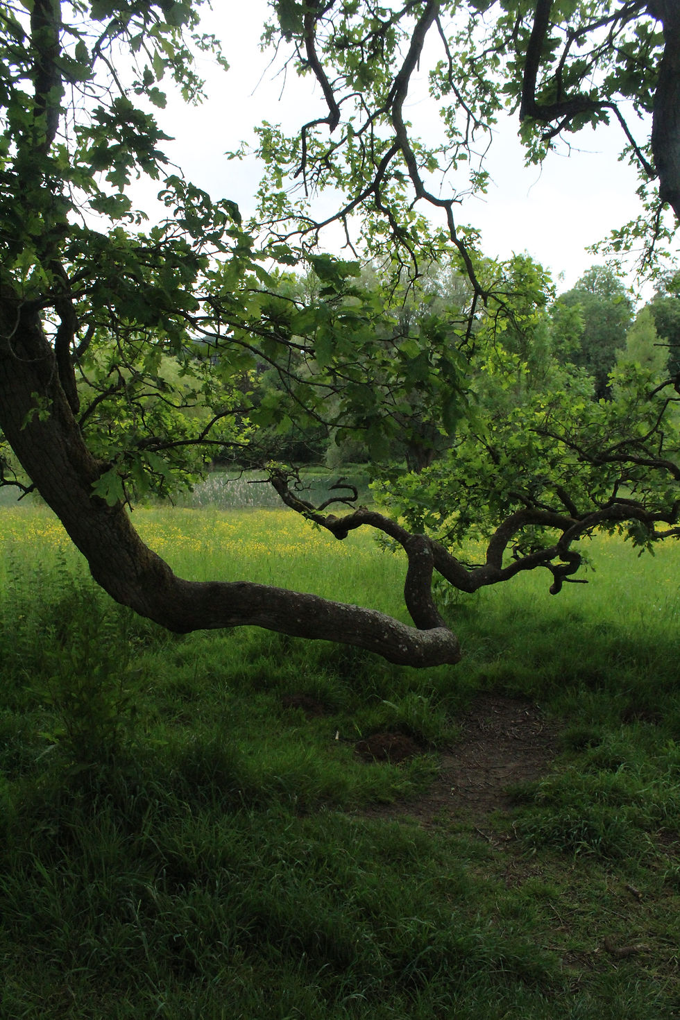 Donner voix aux arbres et autres créatures