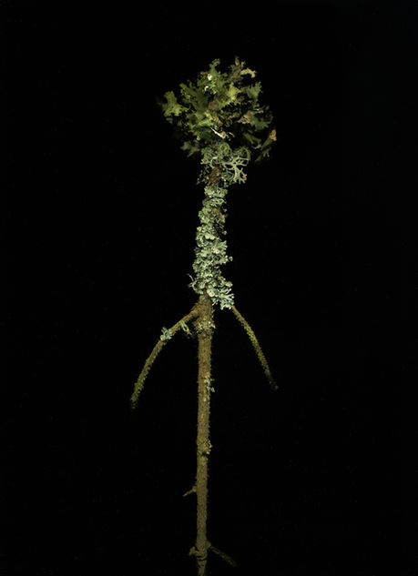 Long neck | Pseudovernia furfruacea | 2017-2026 | A