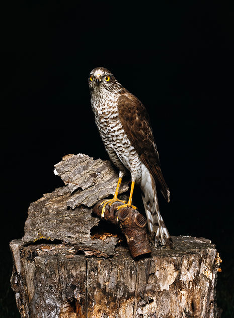 Accipiter_Sperber jung_flat