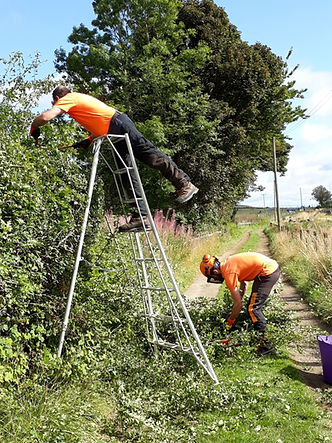 Two workers trimmed hedges