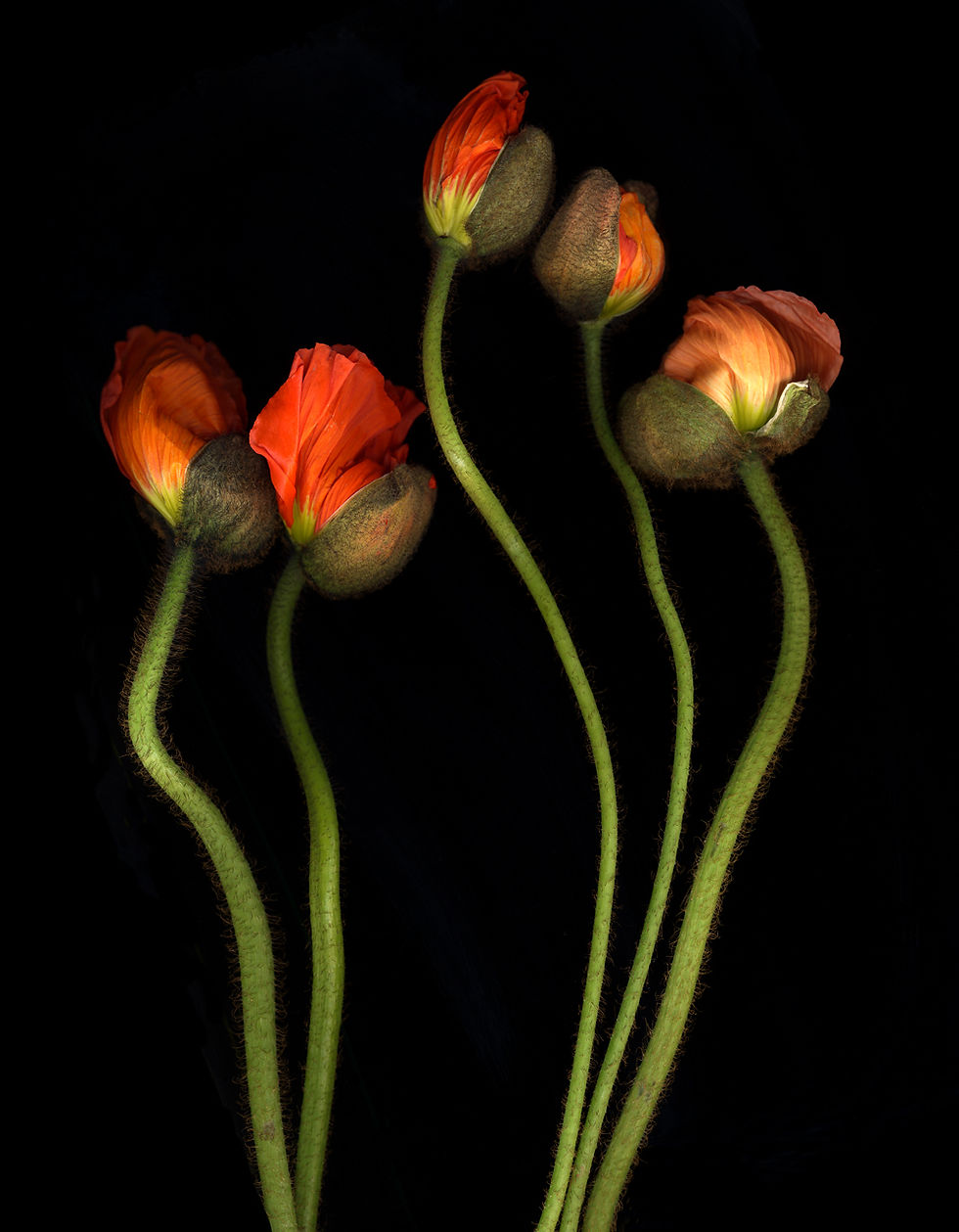 Poppies2016