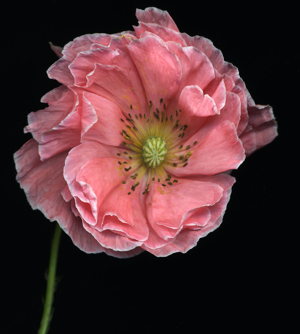Flower2004