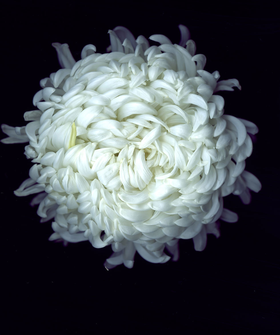 ChrysanthemumII2016