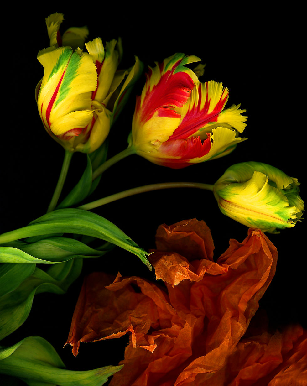 ParrotTulips2002