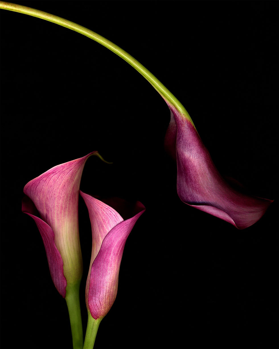 CallaLiliesIII2003