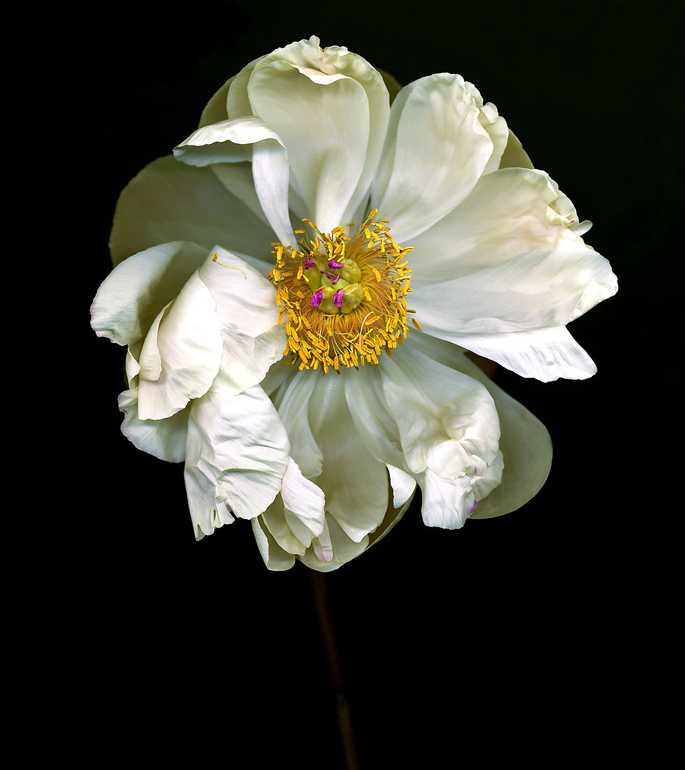 Peony2003