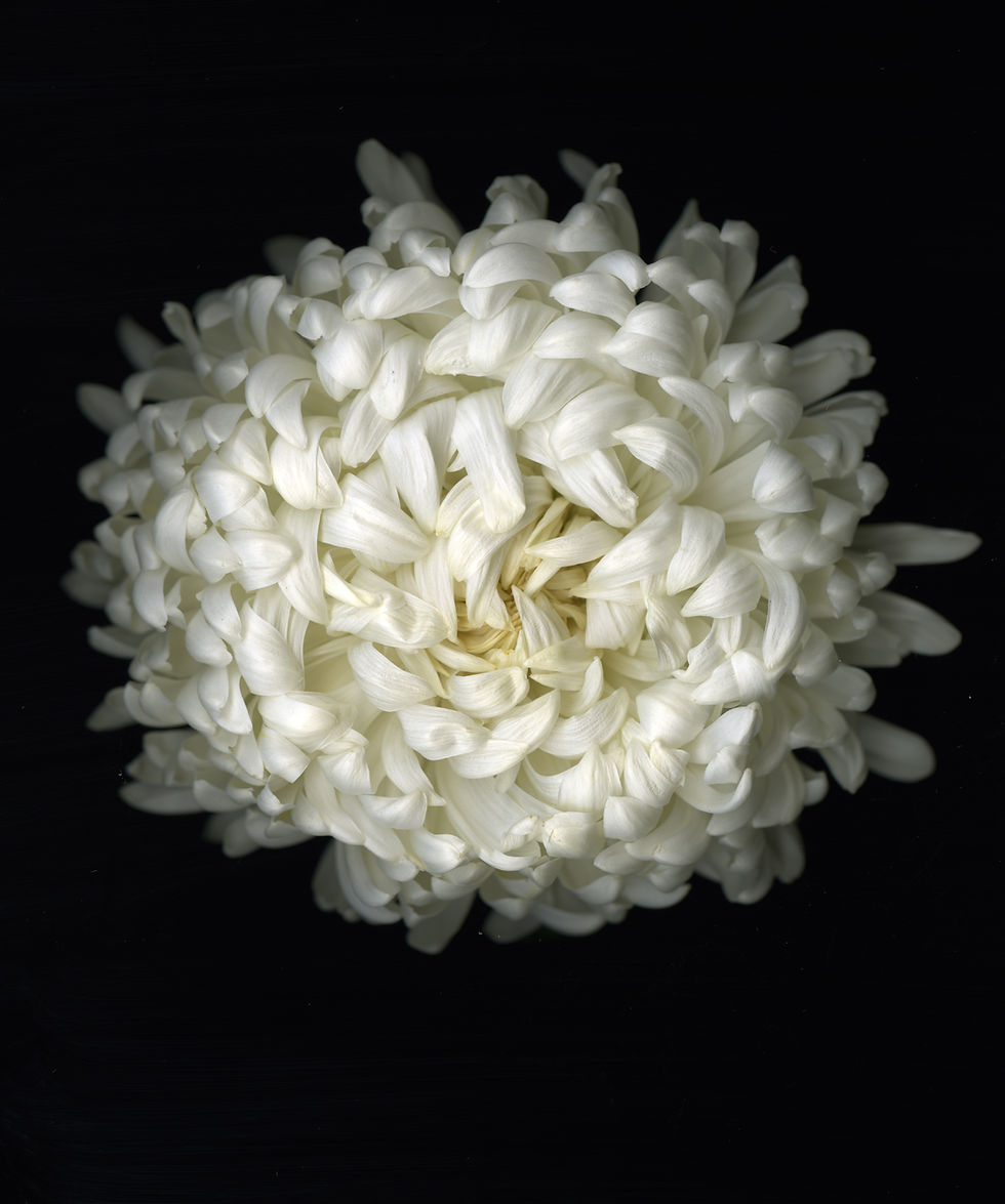 ChrysanthemumIII2016