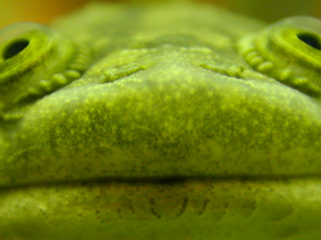 GREEN SLICES