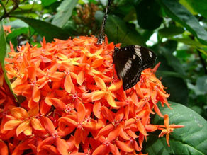 CAN’T SEEM TO IDENTIFY THESE BUGGERS, ER, BUTTERS?