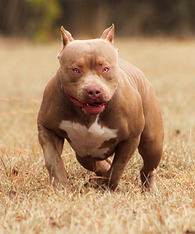 Renegade