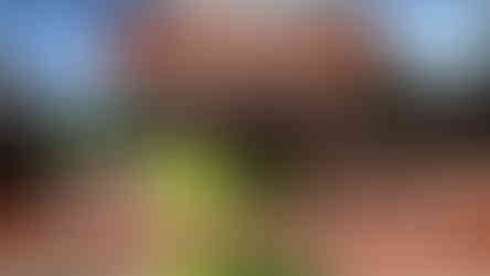 Jozef Clifford Behr Zimbabwe