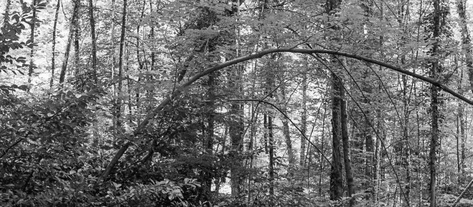 Analoge Fotografie – Lohnt es sich?