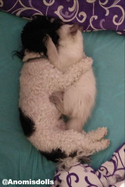 Amálka_Anomisdolls