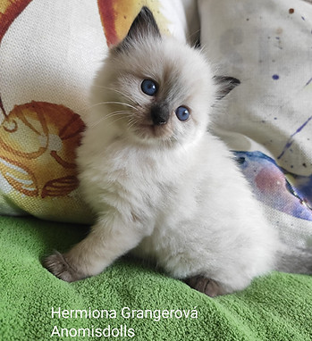 Hermiona.jpg
