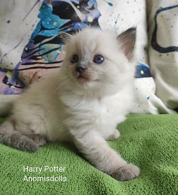 Harry.jpg