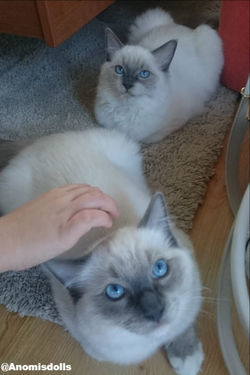 Arthur_Ariel_Anomisdolls