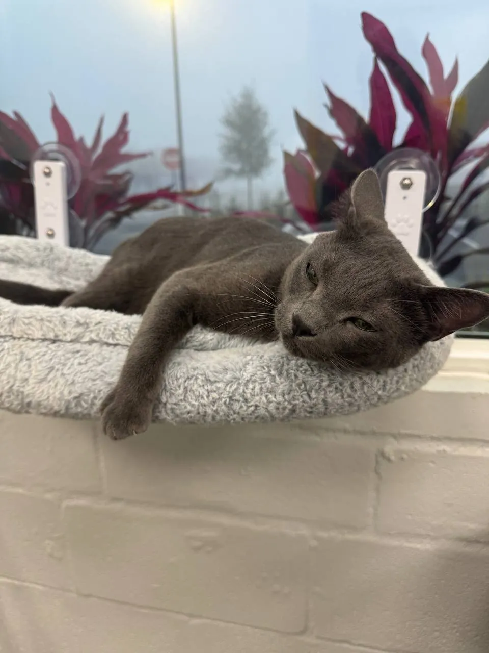 Cat Boarding in Tampa Bay: What Pet Parents Should Know