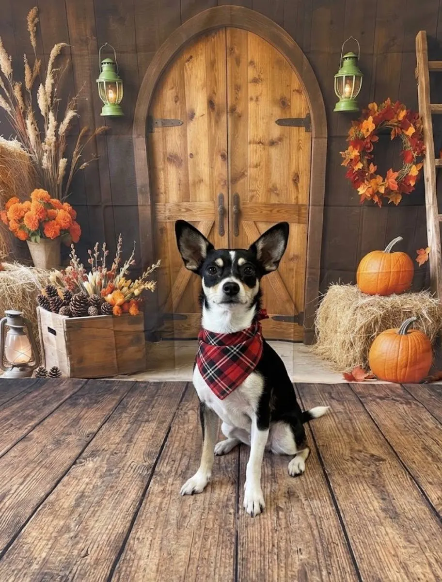 How to Prepare Your Dog for Thanksgiving Boarding: A Tampa Bay Pet Parent Checklist