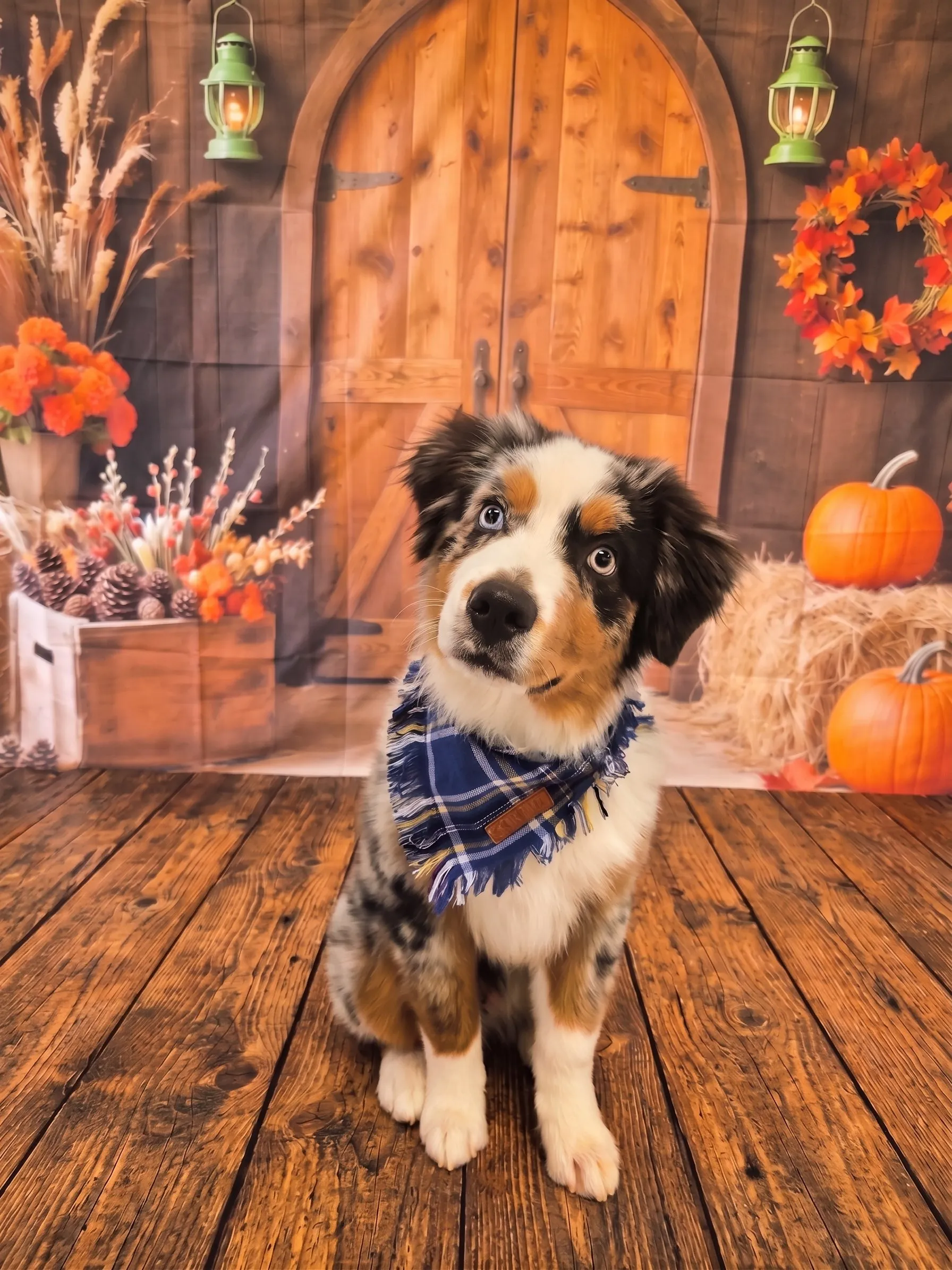 Thanksgiving Dog Boarding in Tampa Bay: Your Best Options