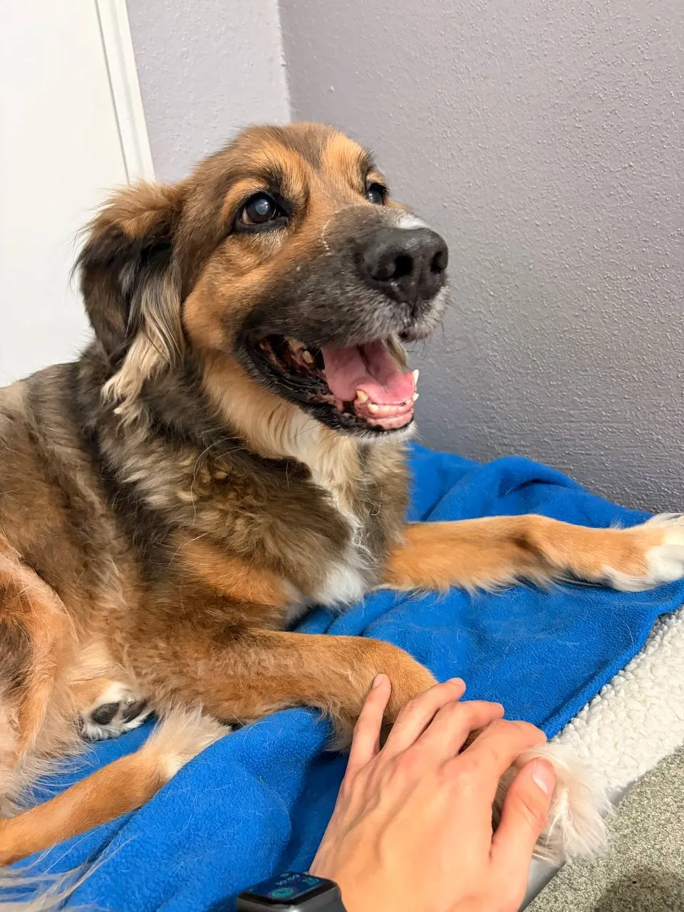 Luxury Dog Boarding in Ybor City: What Pet Parents Should Know