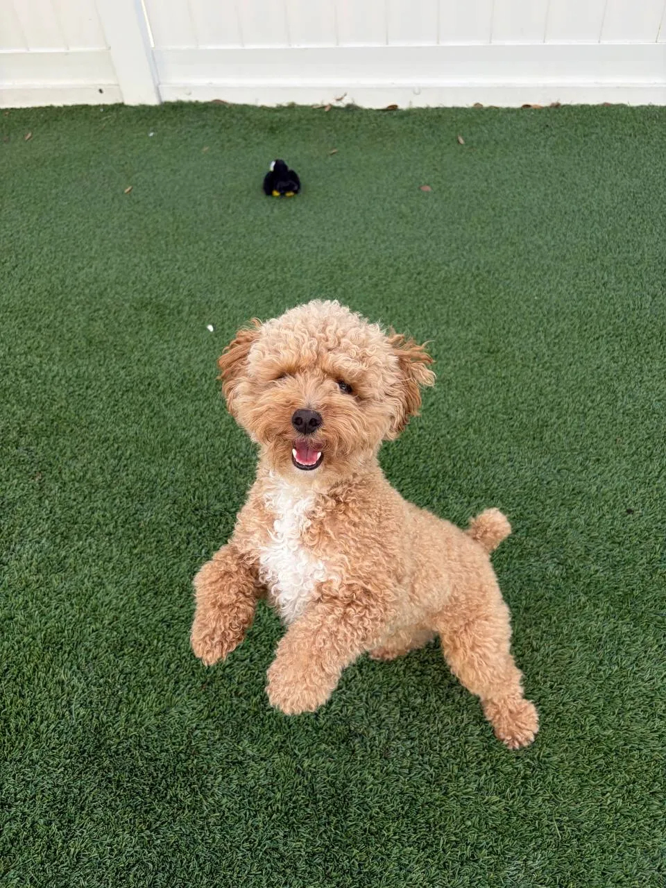 Dog Daycare and Boarding Options in Tampa Bay for Pet Owners