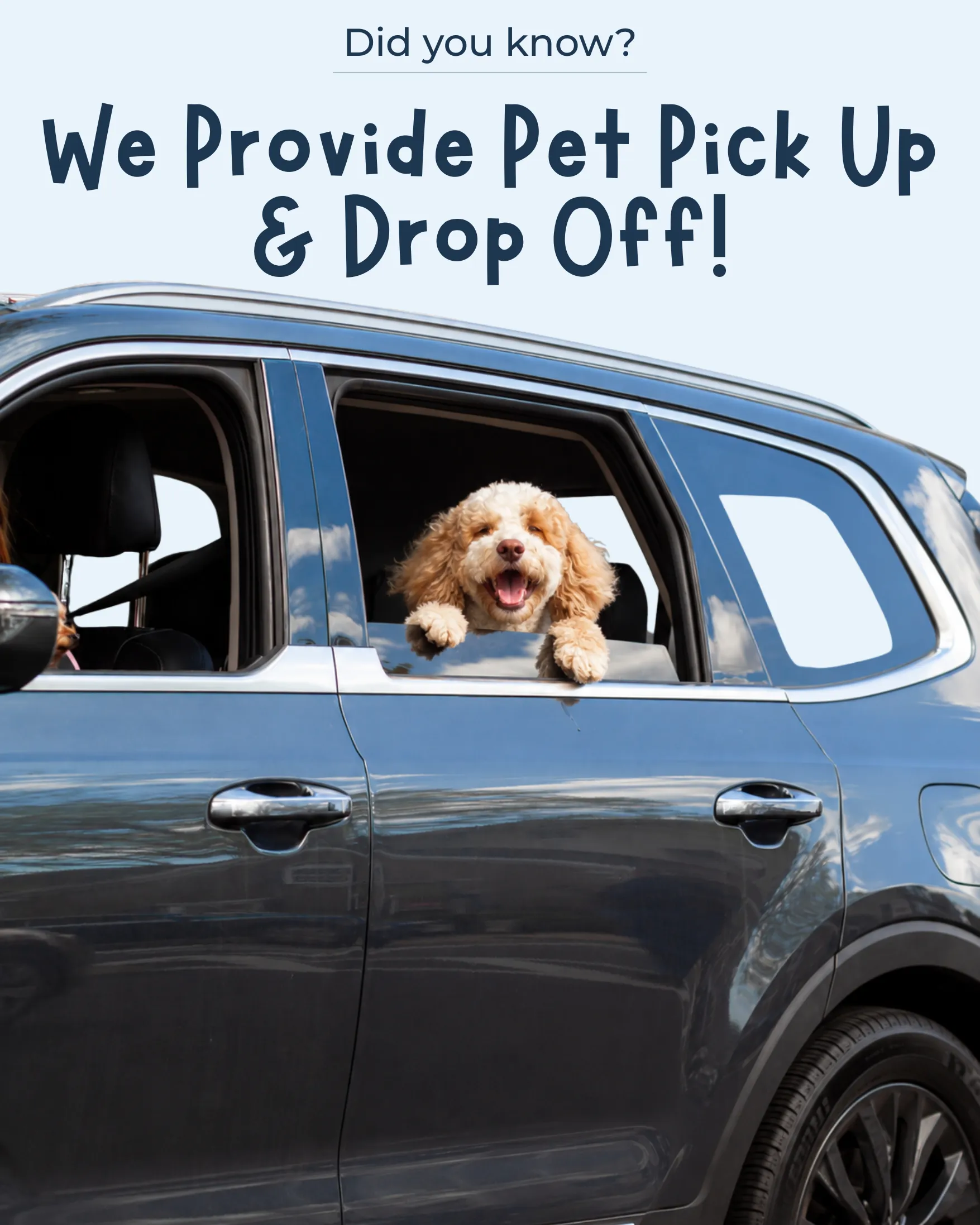 How Bay Paws + Leash Make Pet Transportation Easier in Tampa Bay