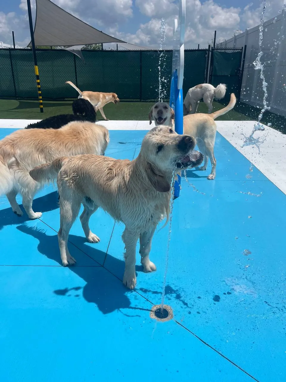 Luxury Dog Boarding in Clearwater, FL: What Pet Parents Should Know