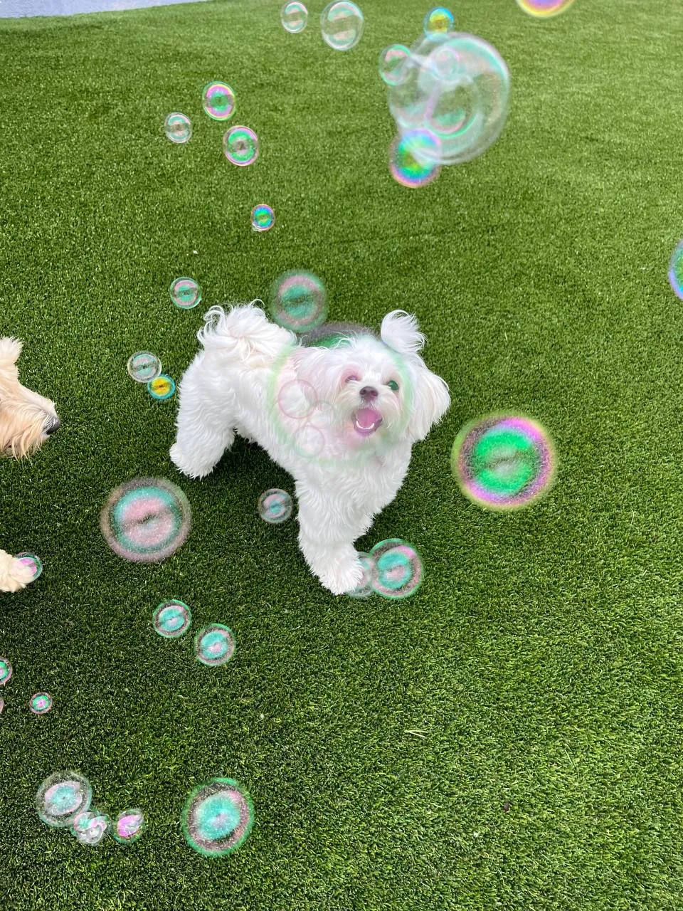 Dog Daycare vs. Enrichment in Tampa Bay: Which Is Right for Your Dog?