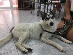 perro de terapia maresme