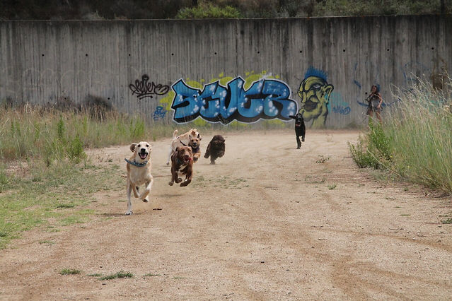 perros y educacion