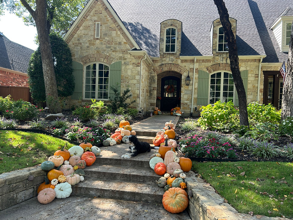 Thumbnail: Pumpkin Package  #1    50+ Pumpkins