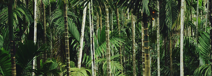 Forest Trees